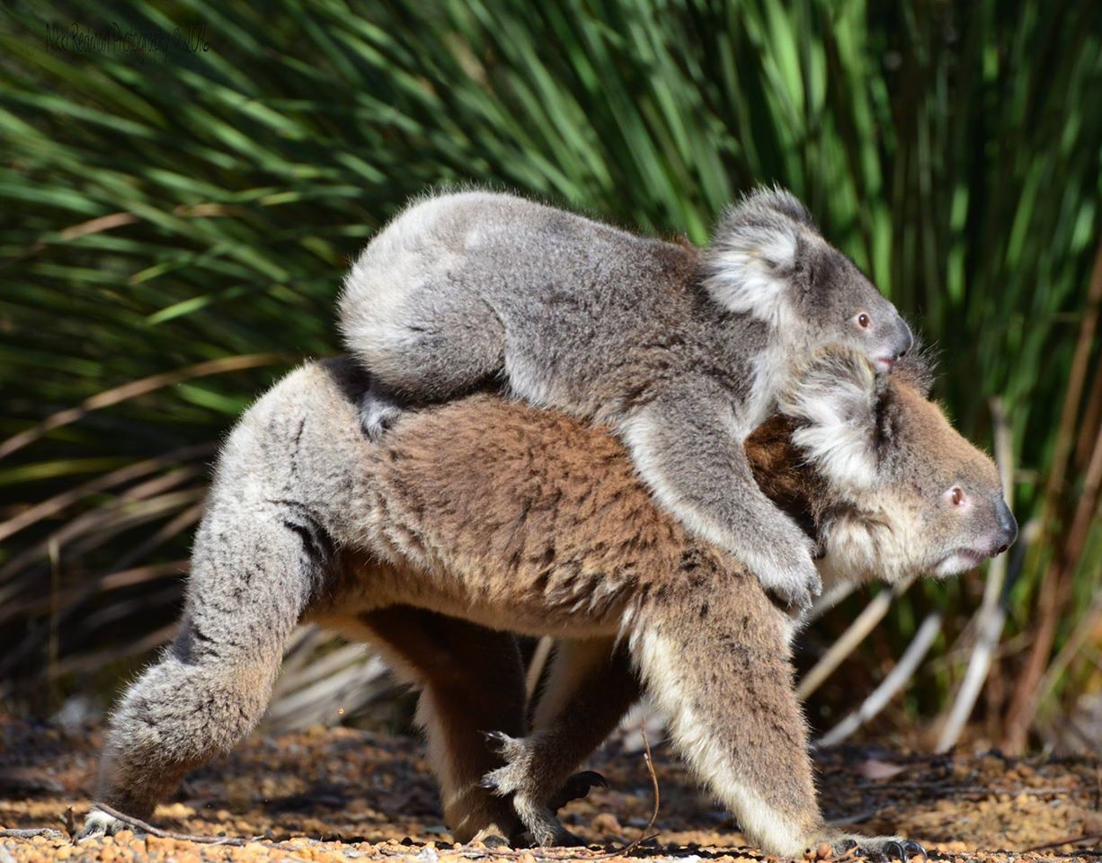 Спаривание кенгуру. Коала сумчатое. Сумчатые кенгуру. Австралия сумчатые коала. Коала сумчатая с детенышем.