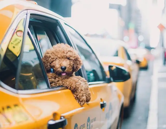 can i uber with my dog