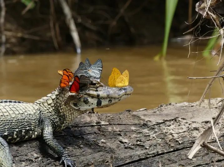 butterfly riding caiman