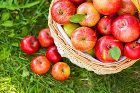 apple-picking
