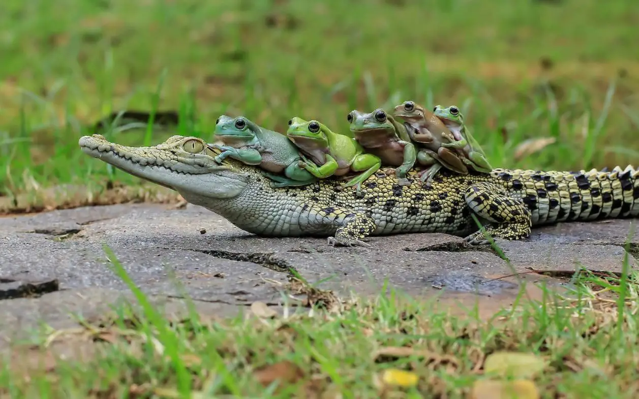 animal taxi monday