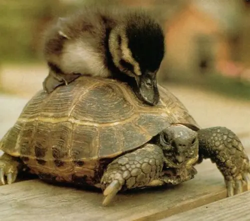 animal taxi monday